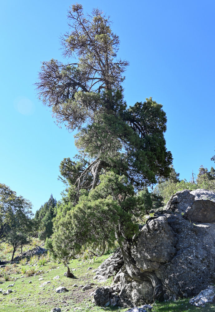 Изображение особи Juniperus semiglobosa.