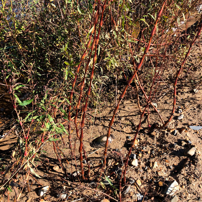 Image of genus Persicaria specimen.