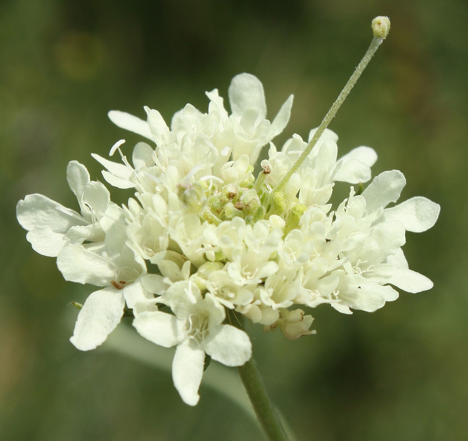 Изображение особи Scabiosa ochroleuca.