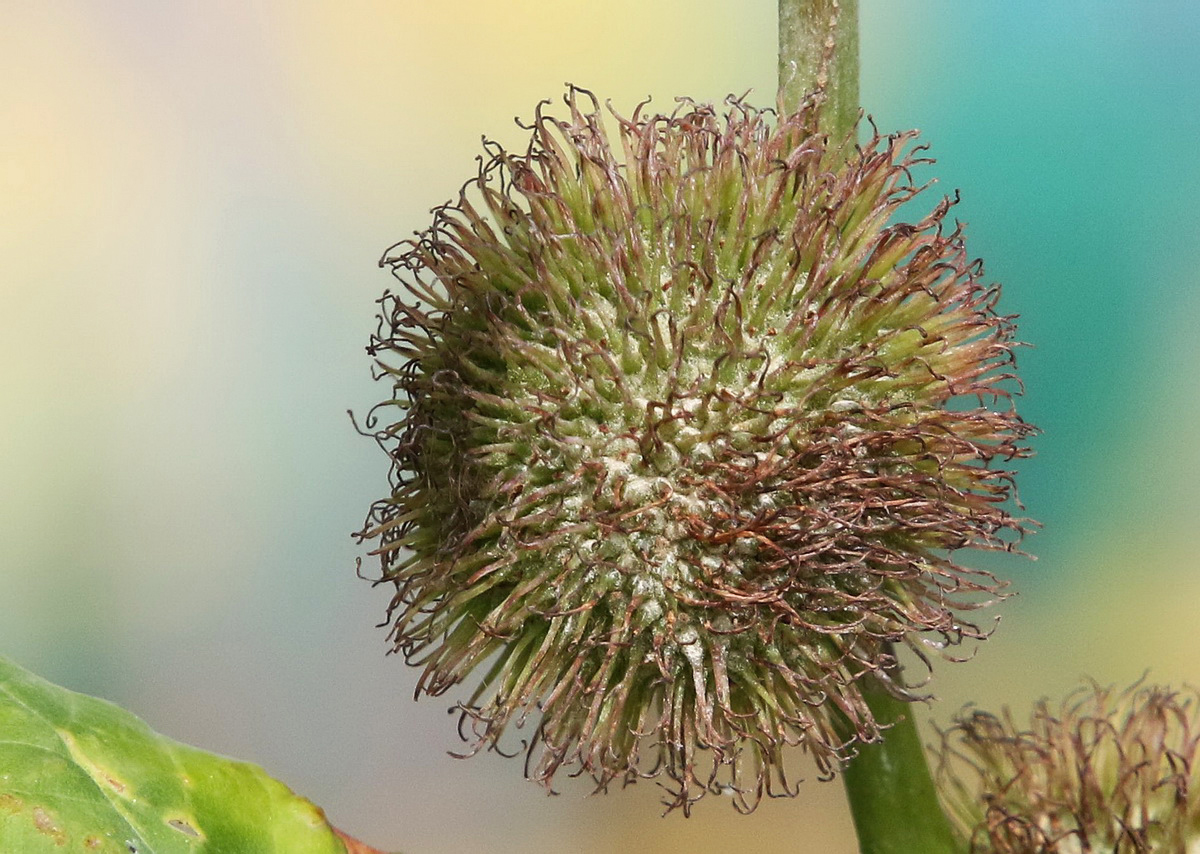 Image of Platanus &times; acerifolia specimen.