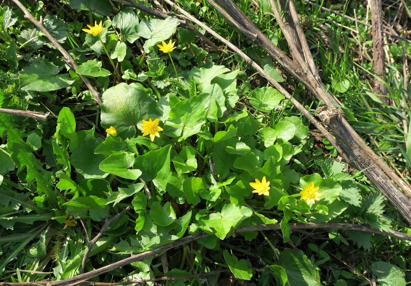 Image of Ficaria verna specimen.