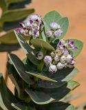 Calotropis procera. Верхушка побега с соцветиями. Египет, мухафаза Эль-Гиза, окр. г. Дахшур, каменисто-песчаная пустыня. 29.04.2023.