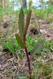 Hieracium umbellatum. Молодой побег. Свердловская обл., окр. г. Североуральск, сосняк на склоне известняковой скалы. 27.05.2007.