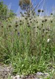 Globularia trichosantha. Цветущее и плодоносящее растение. Крым, Белогорский р-н, окр. с. Мичуринское, отроги горы Кубалач, степной склон. 7 июня 2023 г.