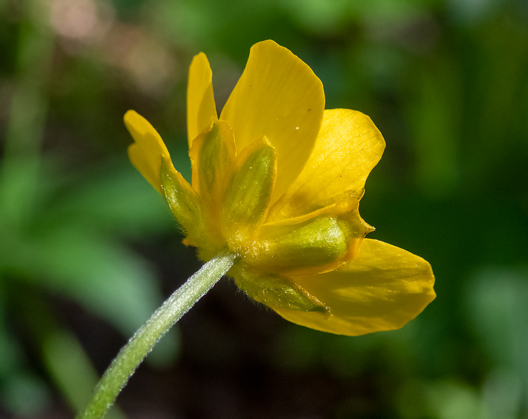 Изображение особи Ranunculus cassubicus.