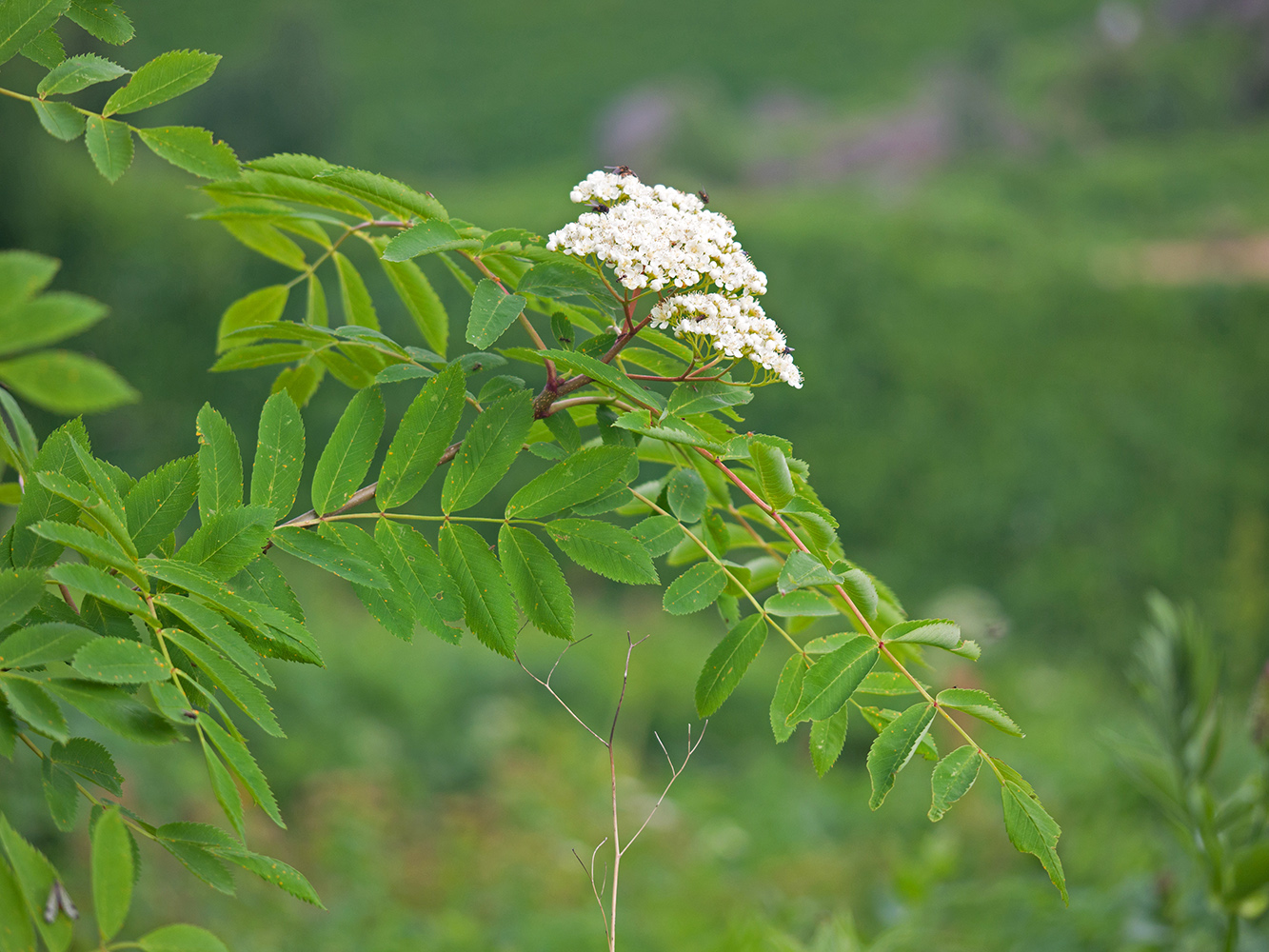 Изображение особи Sorbus aucuparia.