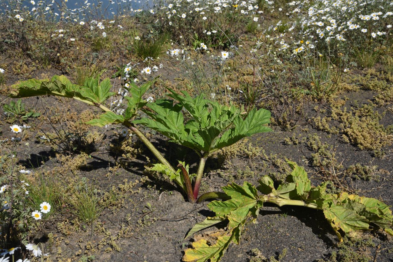 Image of genus Heracleum specimen.