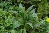 Cirsium helenioides