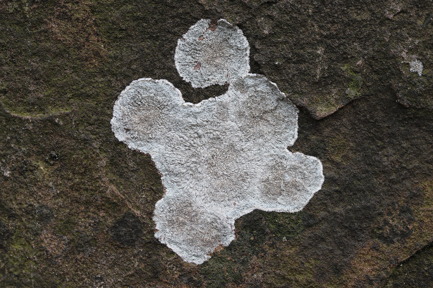 Image of Pertusaria lactea specimen.