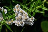 Achillea ptarmica подвид macrocephala. Соцветия. Сахалин, гор. округ Долинский, мыс Острый, приморский луг. 13.08.2023.