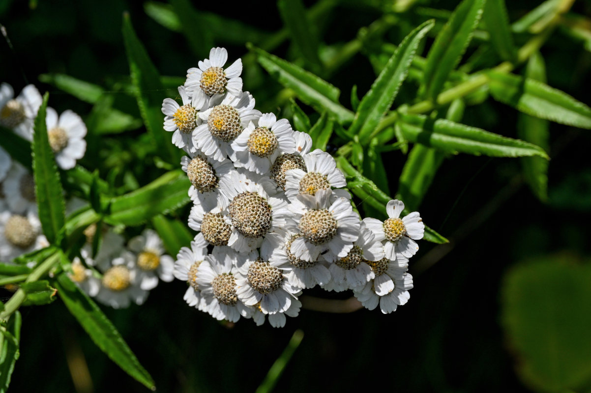 Image of Achillea ptarmica ssp. macrocephala specimen.