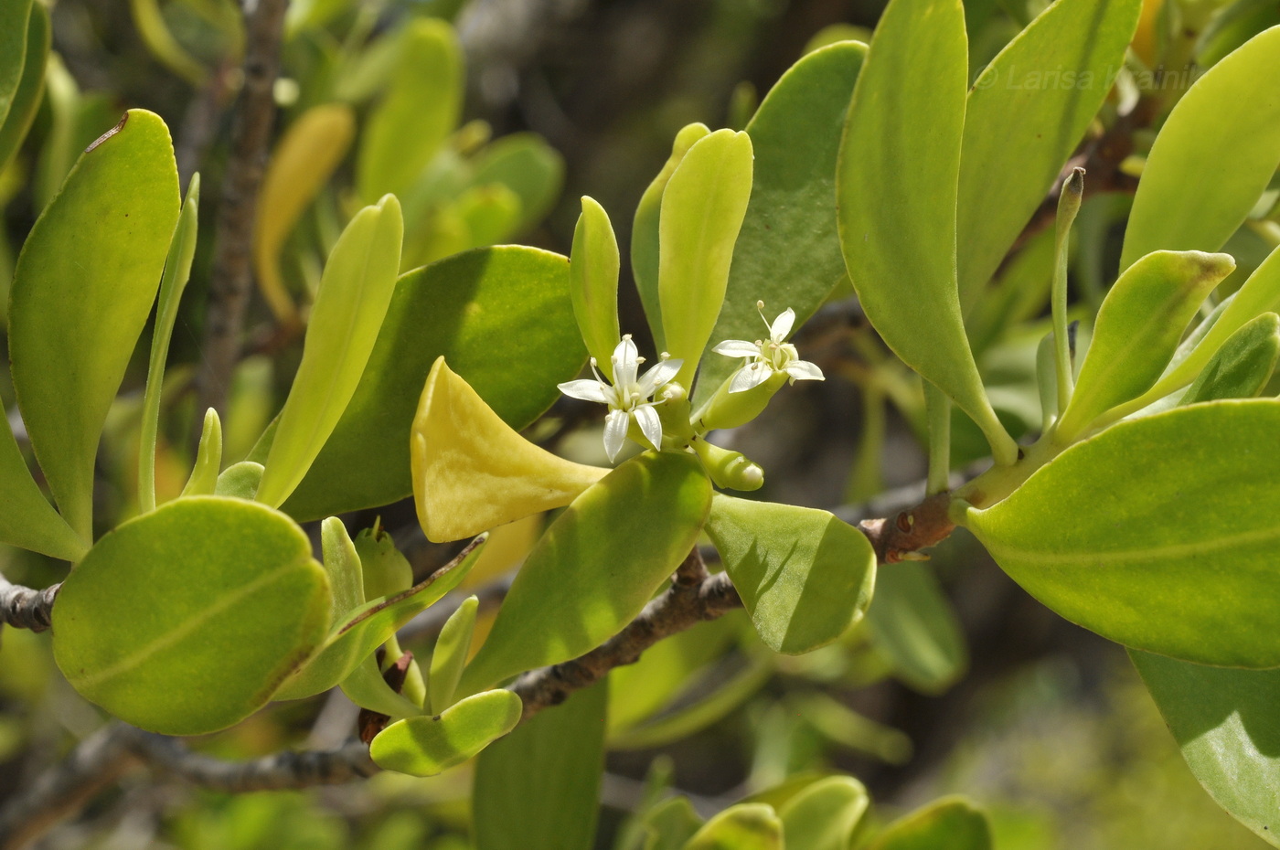 Image of Lumnitzera racemosa specimen.