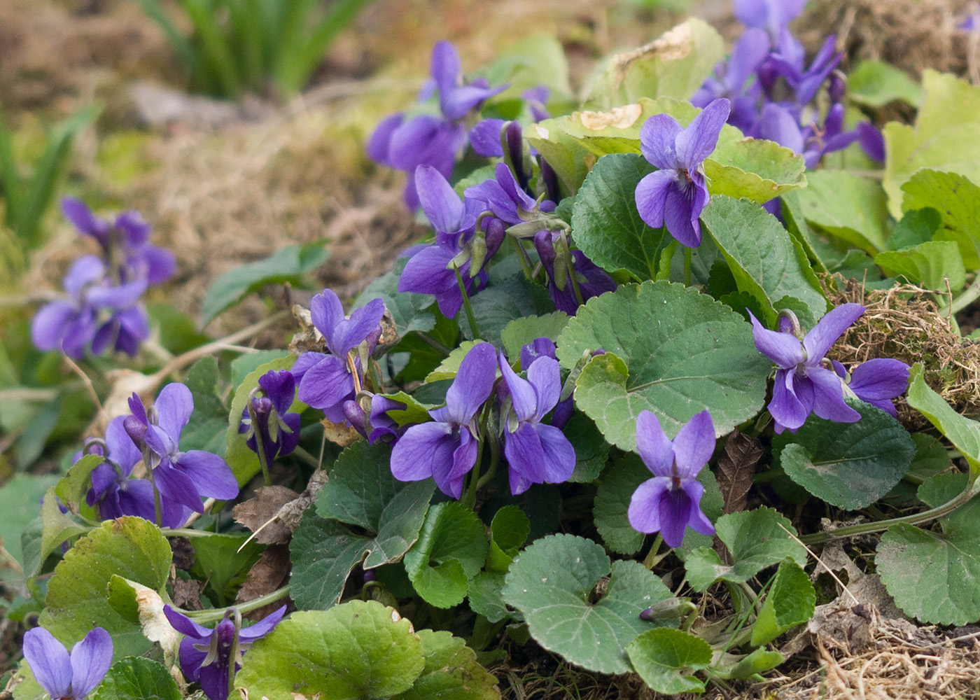 Image of genus Viola specimen.