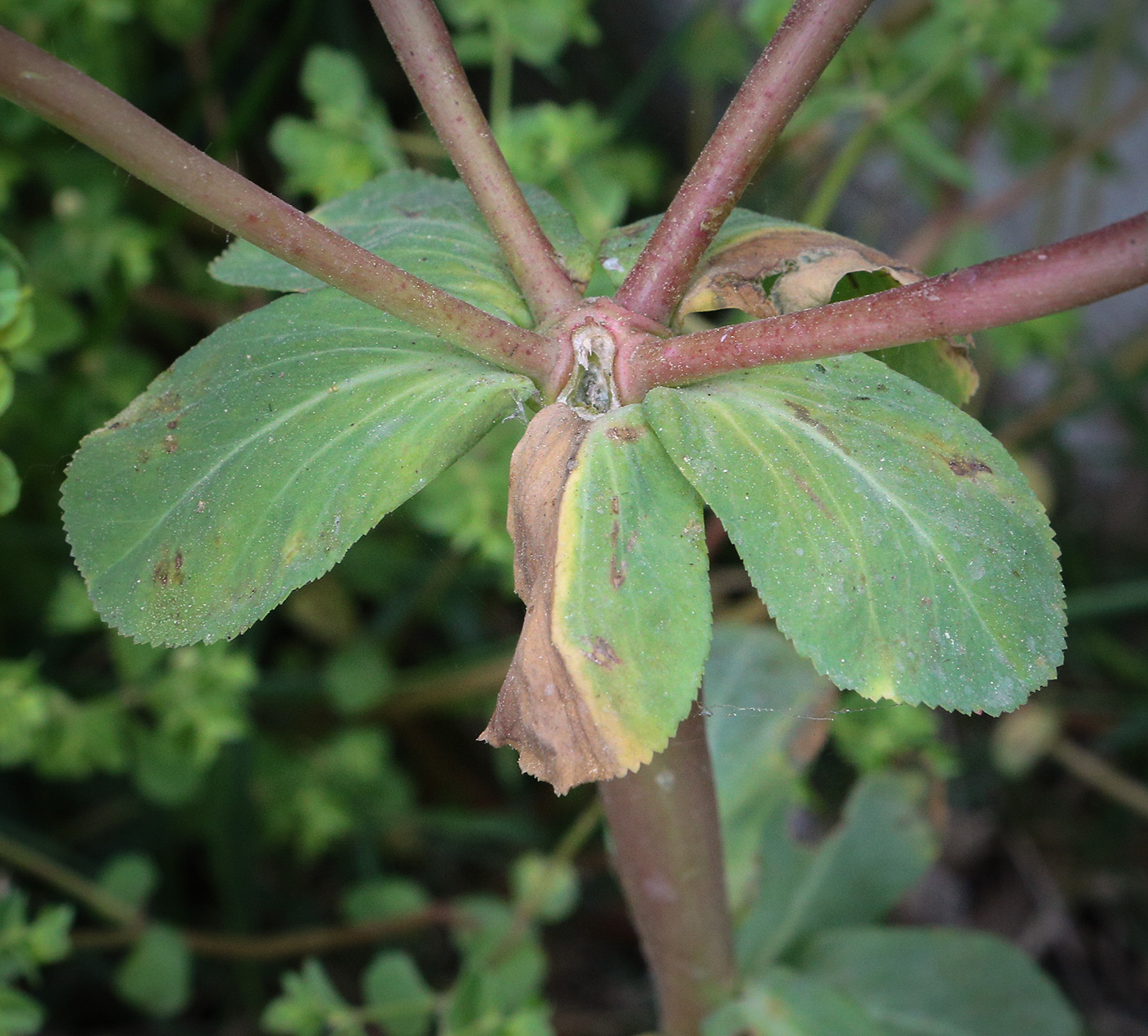 Изображение особи Euphorbia helioscopia.