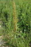 Rumex crispus