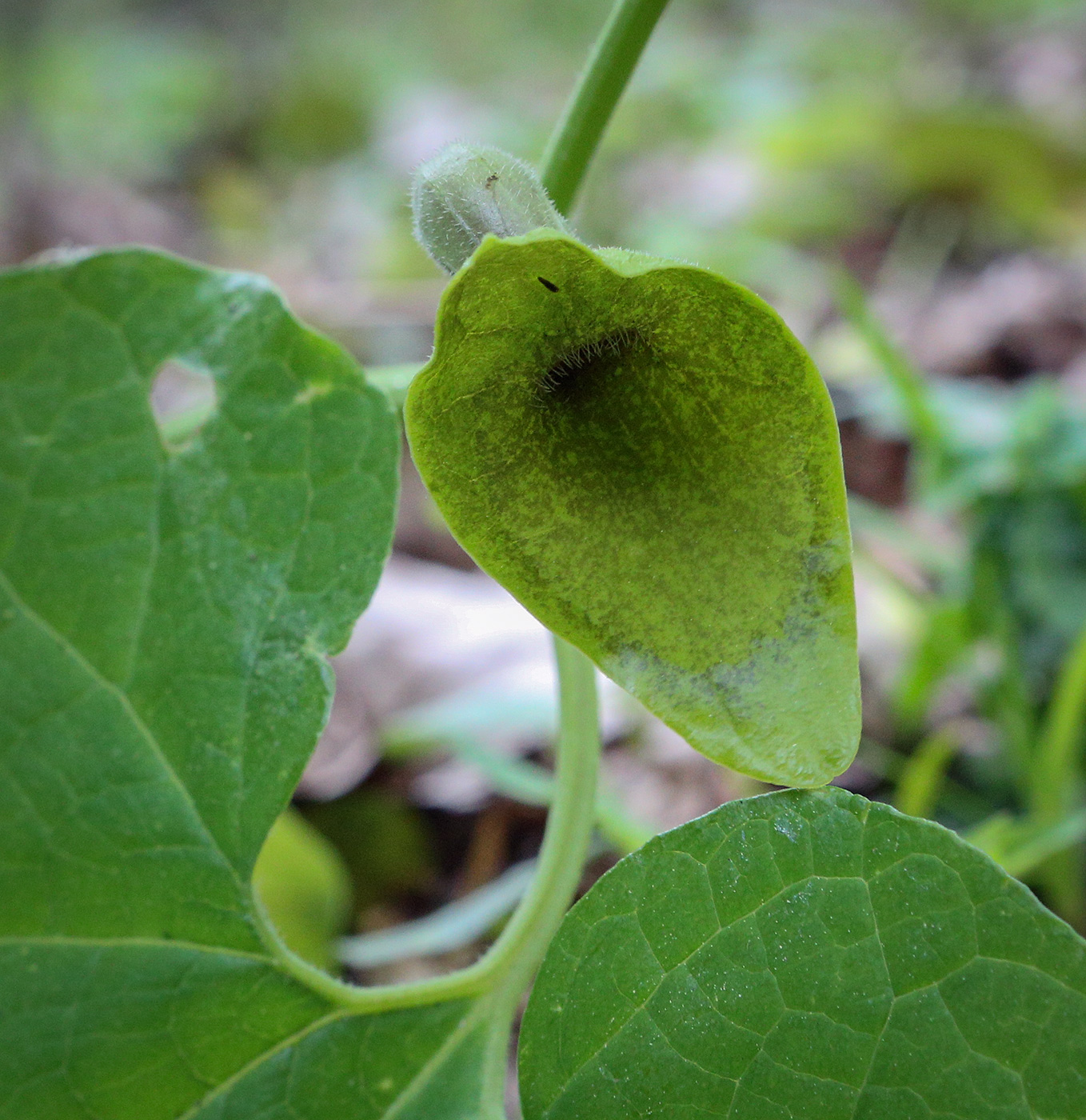 Изображение особи Aristolochia iberica.