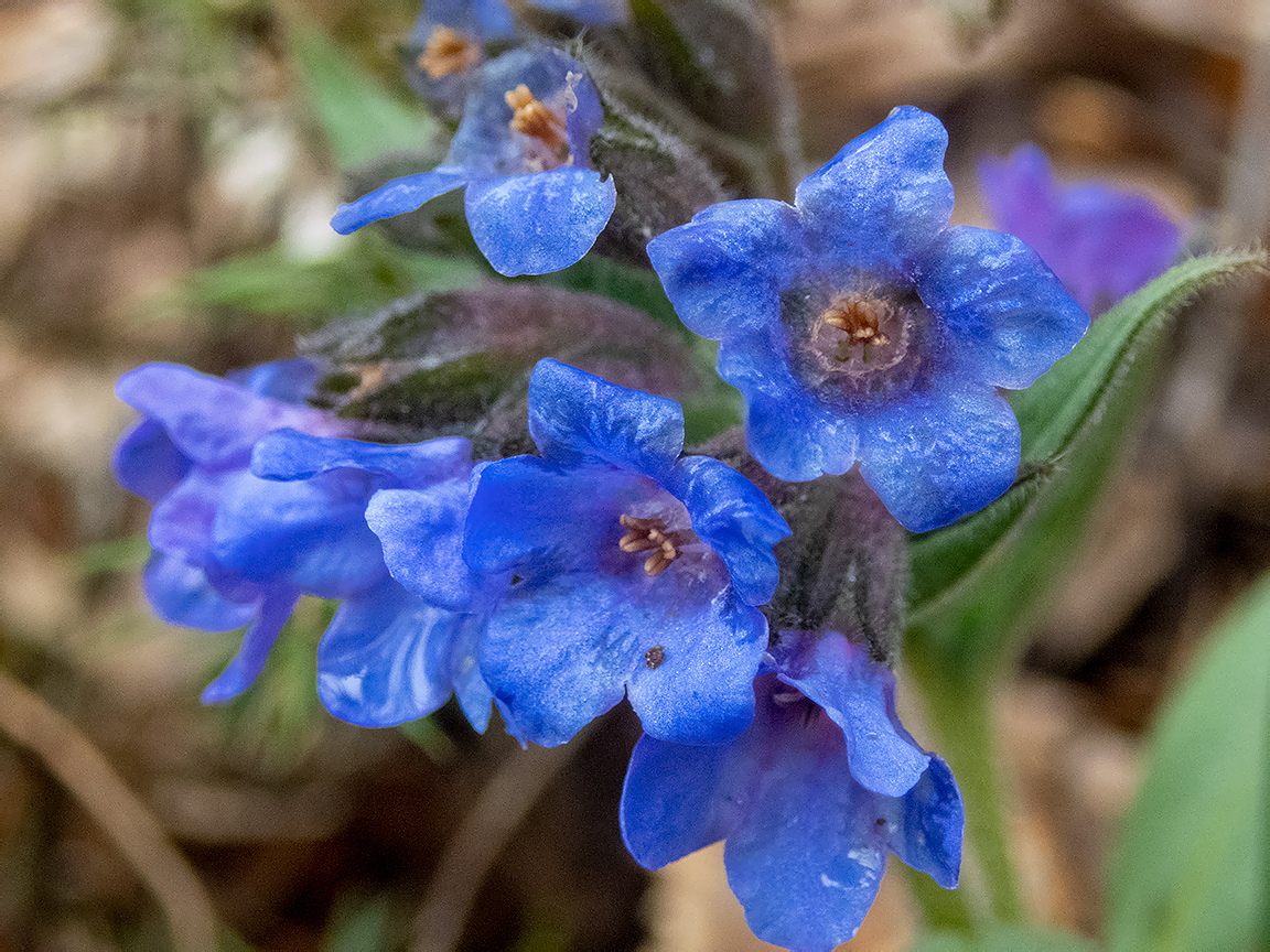 Image of Pulmonaria angustifolia specimen.