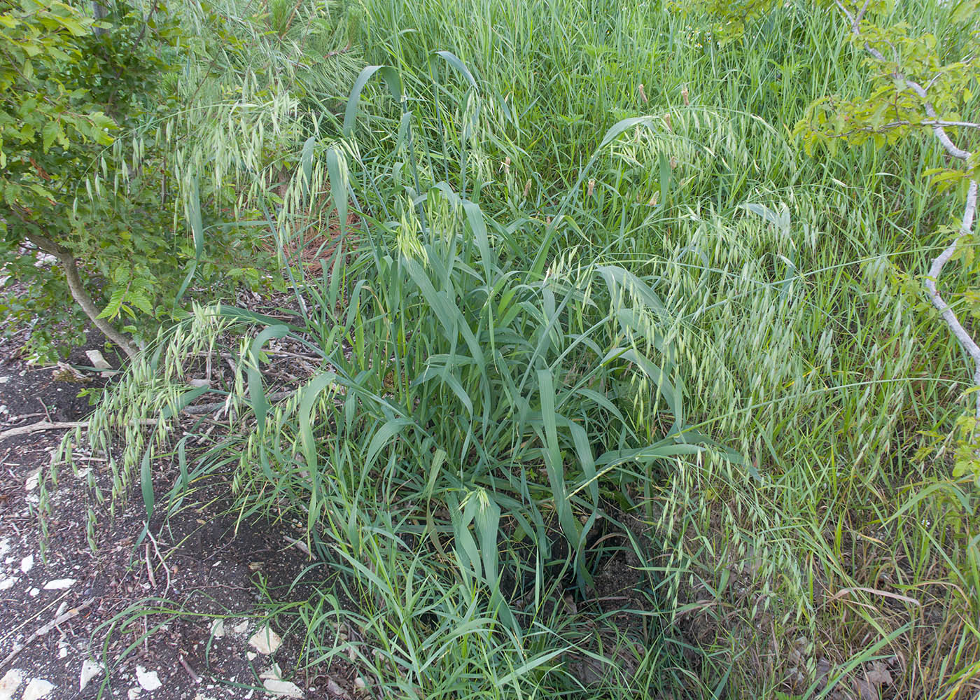 Image of Avena sativa specimen.