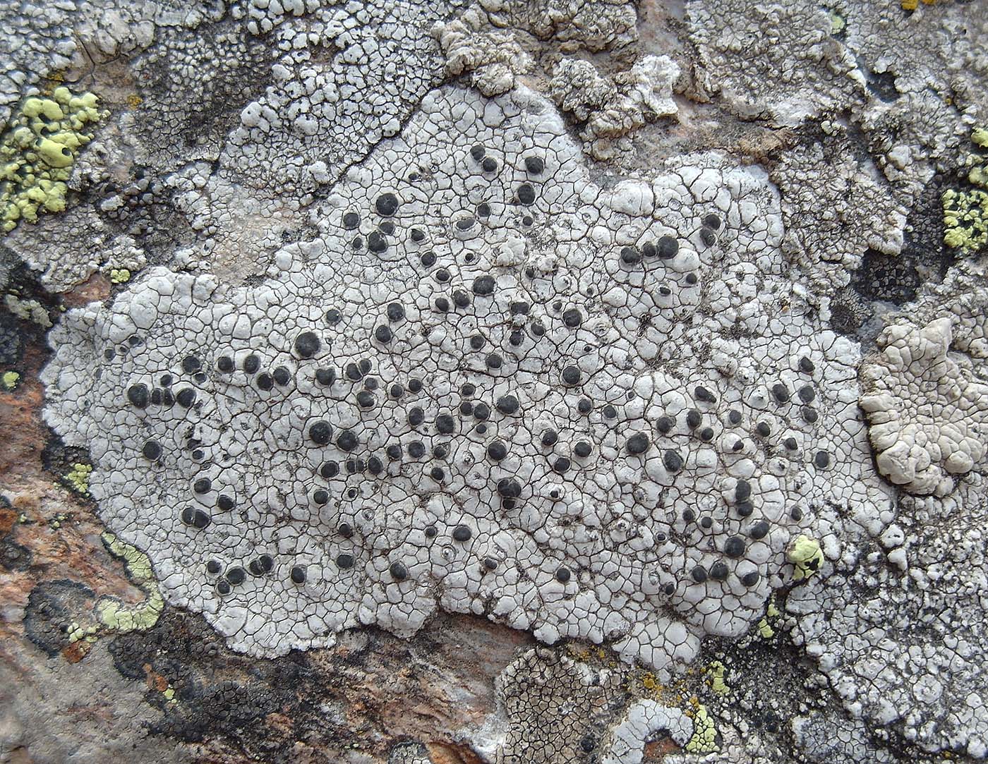 Изображение особи Lecanora marginata.