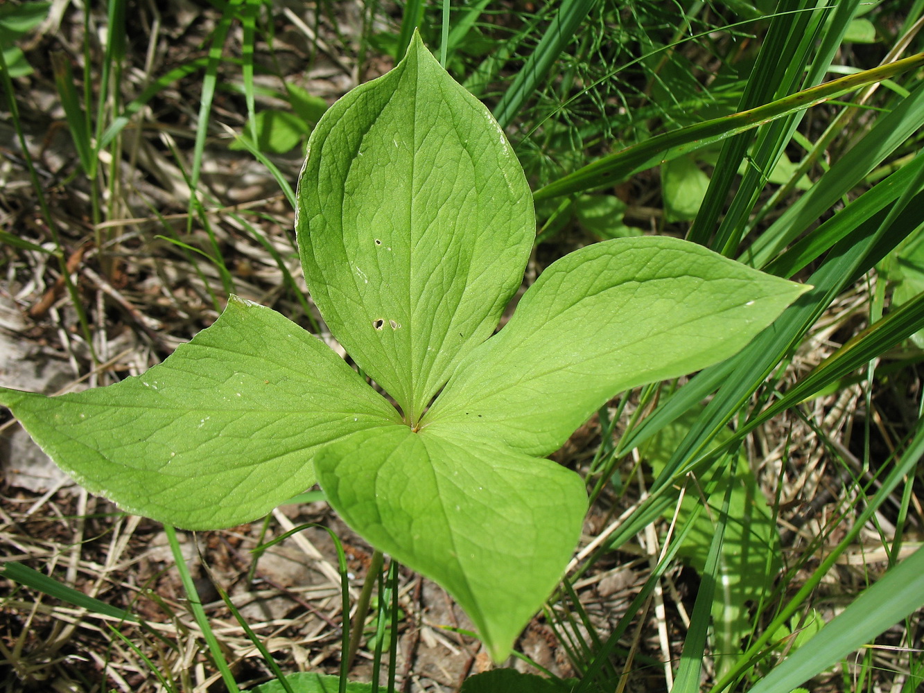 Изображение особи Paris quadrifolia.