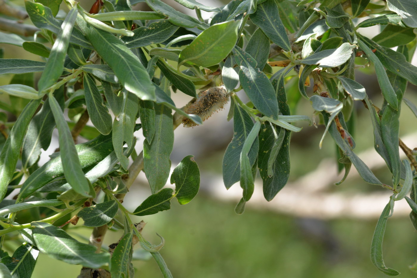 Image of genus Salix specimen.