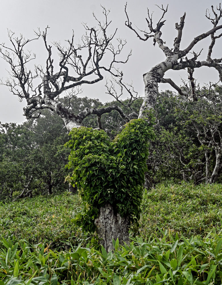 Image of Hydrangea petiolaris specimen.