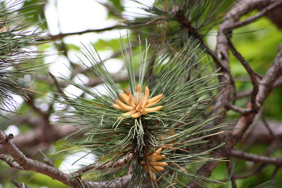 Image of Pinus nigra specimen.