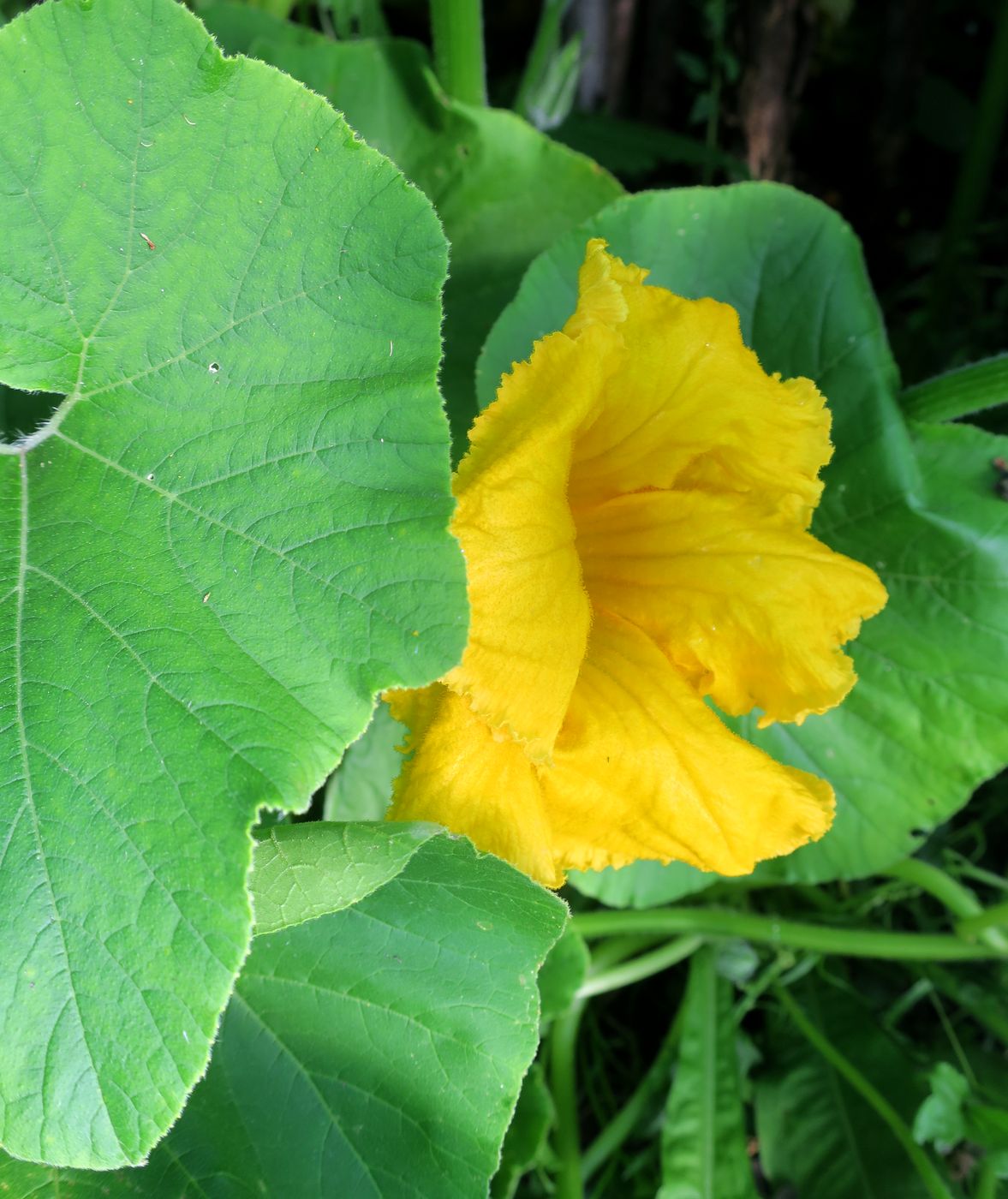 Image of Cucurbita pepo specimen.