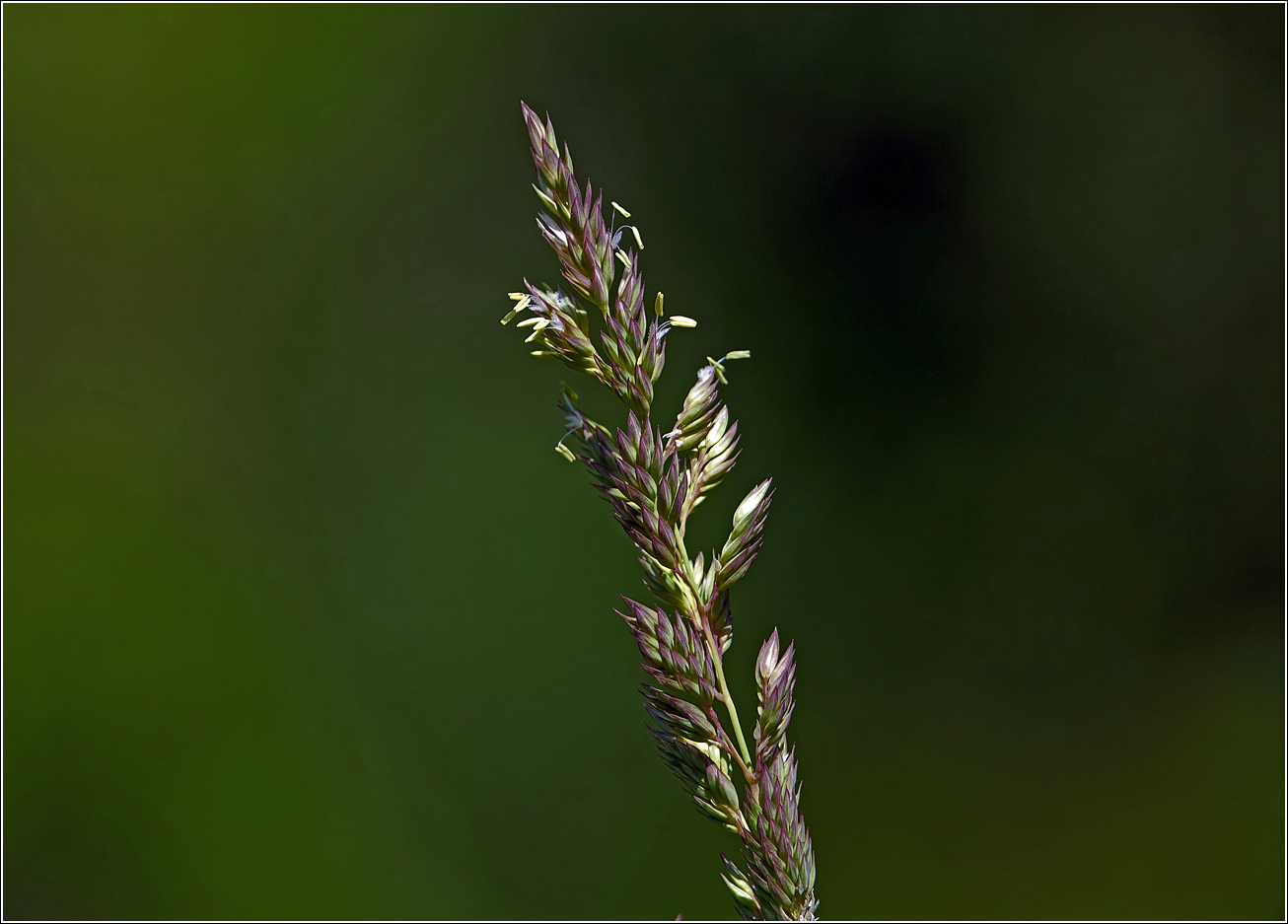 Изображение особи Phalaroides arundinacea.