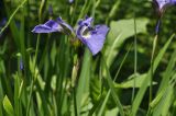 Iris setosa