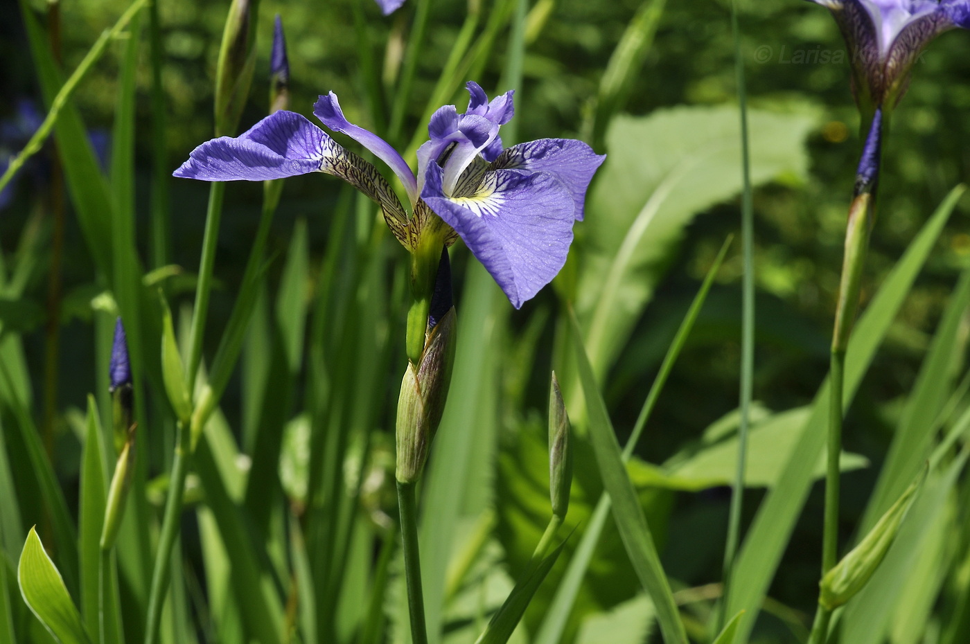 Изображение особи Iris setosa.