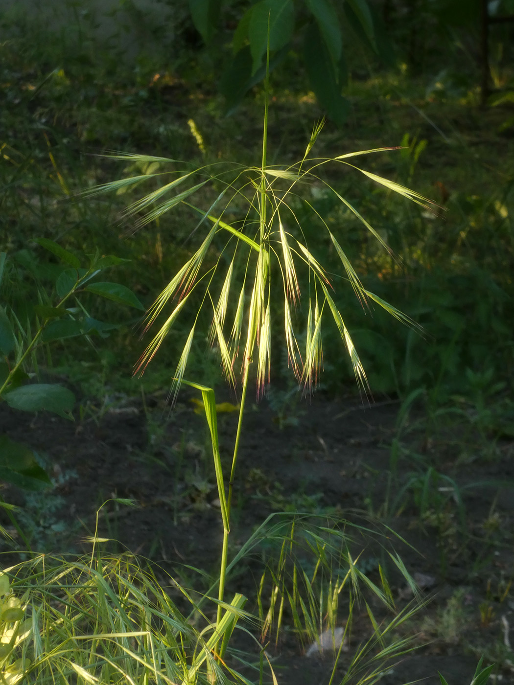 Изображение особи Anisantha sterilis.