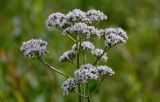 Valeriana officinalis