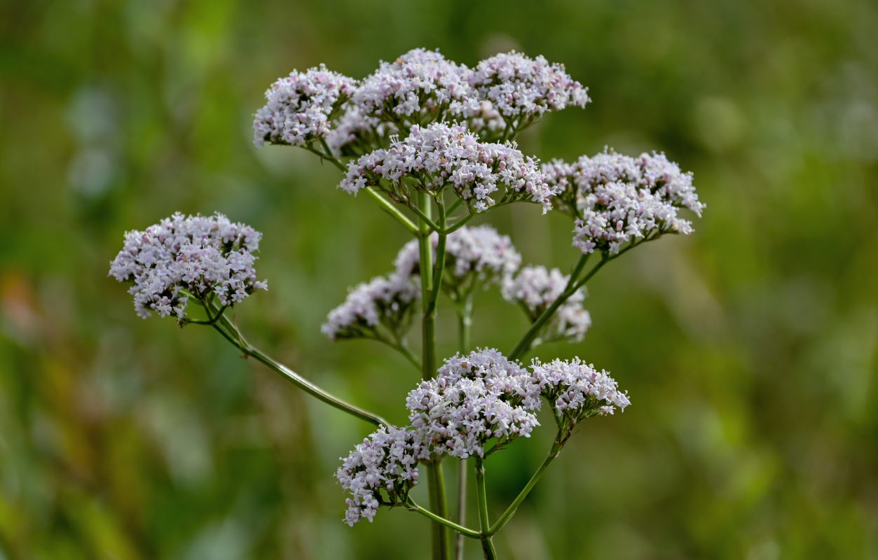 Изображение особи Valeriana officinalis.