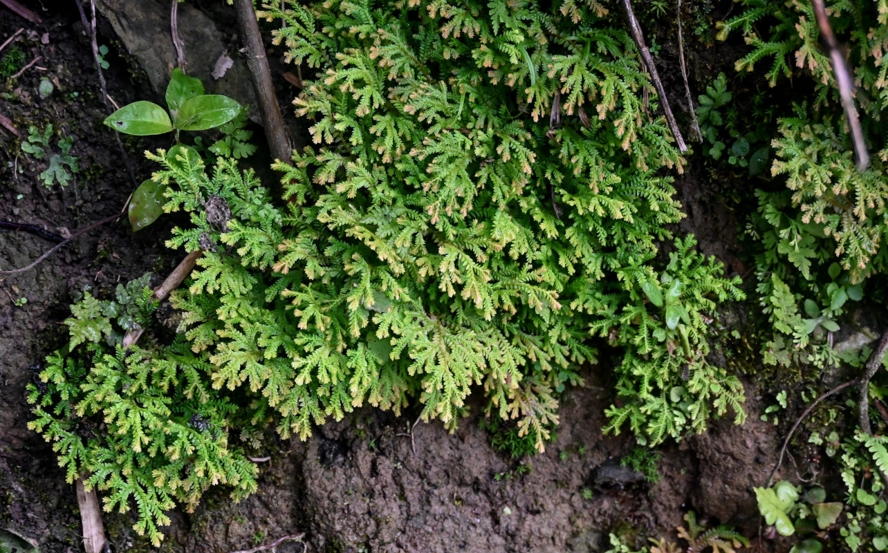 Image of Selaginella uncinata specimen.