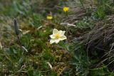 Anemonastrum fasciculatum. Верхушка цветущего растения. Чечня, Шаройский р-н, Снеговой хр., 4,8 км от пер. Цумандинский в сторону горы Заинкорт, выс. ок. 2850 м н.у.м., луг около снежника. 25 июня 2024 г.