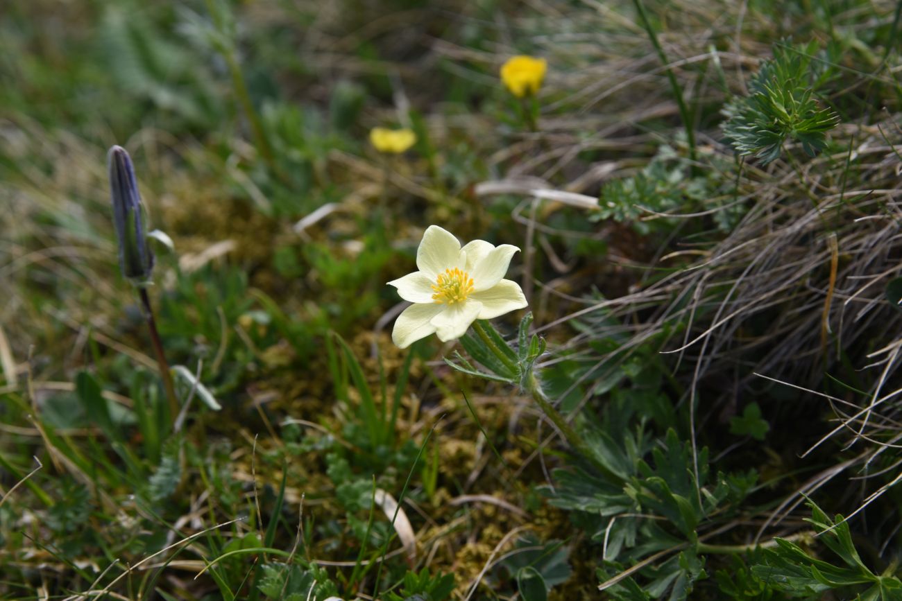 Изображение особи Anemonastrum fasciculatum.