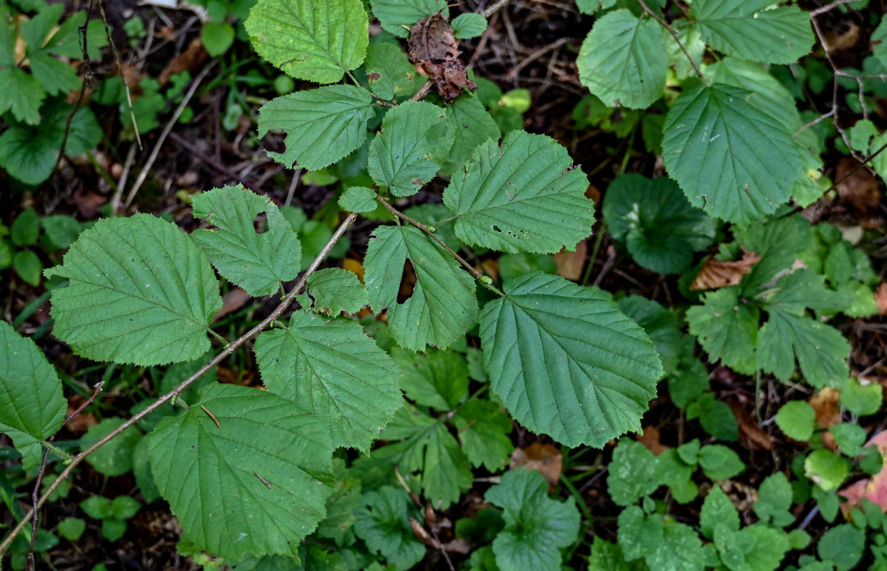 Изображение особи Corylus avellana.