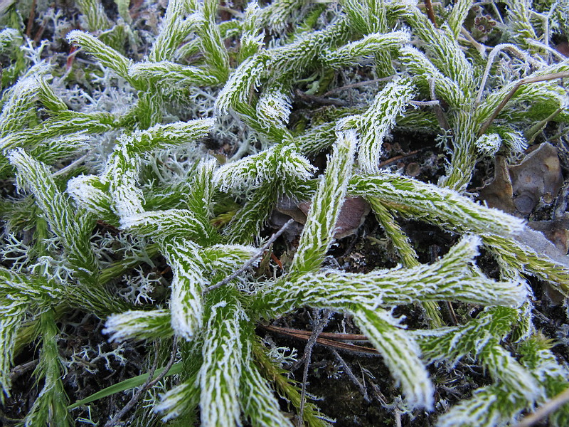 Image of Lycopodium clavatum specimen.