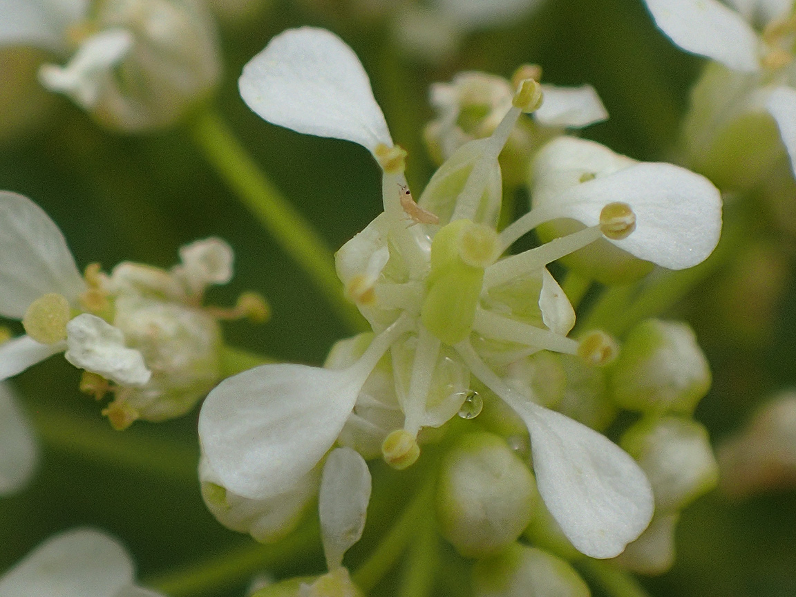 Image of Cardaria draba specimen.