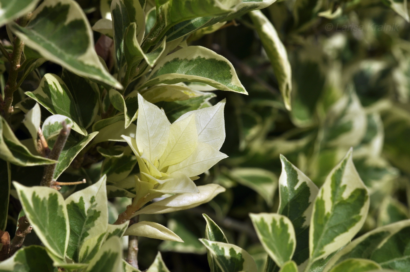 Image of genus Bougainvillea specimen.