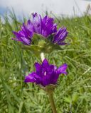 Campanula glomerata subspecies oblongifolioides. Верхушка побега с соцветием. Карачаево-Черкесия, Зеленчукский р-н, гора Джисса, ≈ 1500 м н.у.м., субальпийский луг. 14.06.2024.