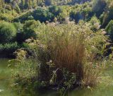 Phragmites australis