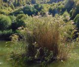 Смотреть изображение Phragmites australis