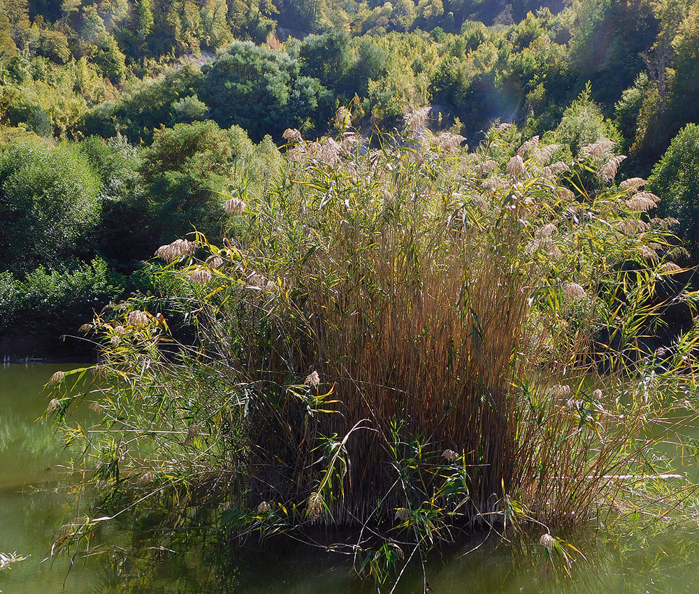 Image of Phragmites australis specimen.