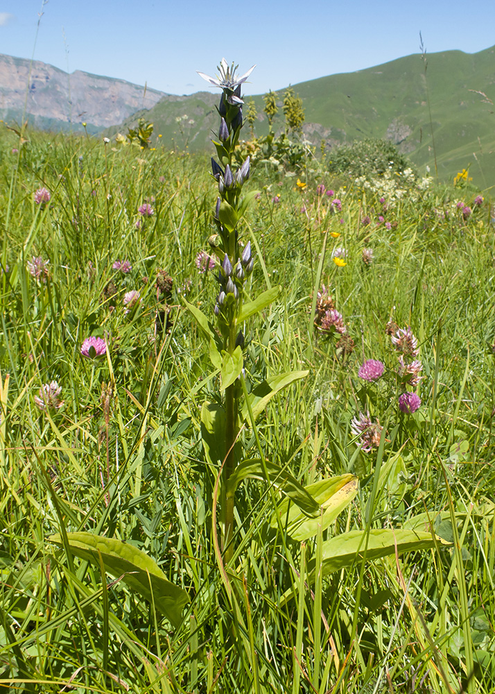 Image of Swertia iberica specimen.