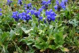 Смотреть изображение Dracocephalum grandiflorum