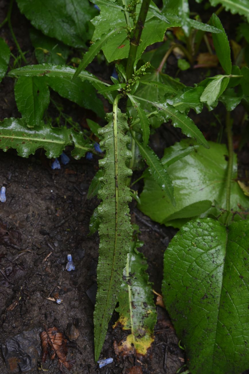 Изображение особи род Rumex.