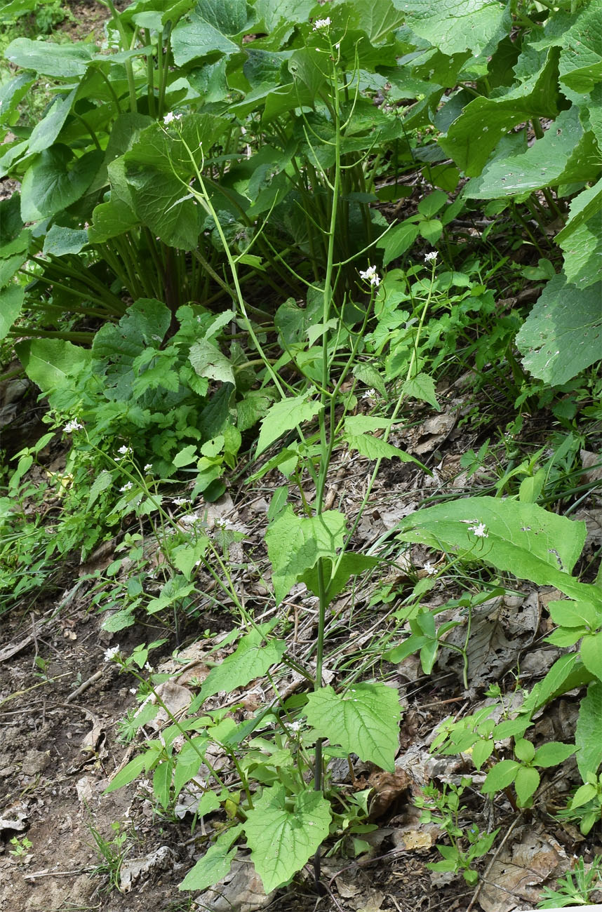 Image of Alliaria petiolata specimen.