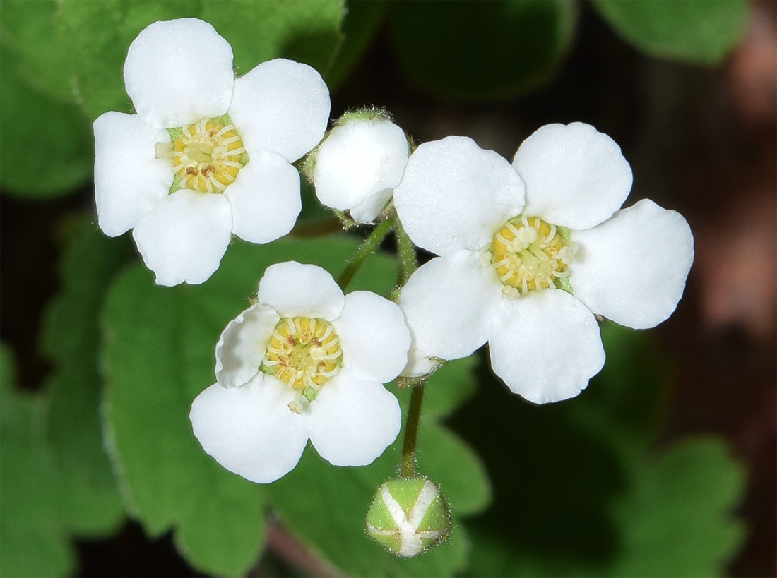 Image of Spiraea pilosa specimen.